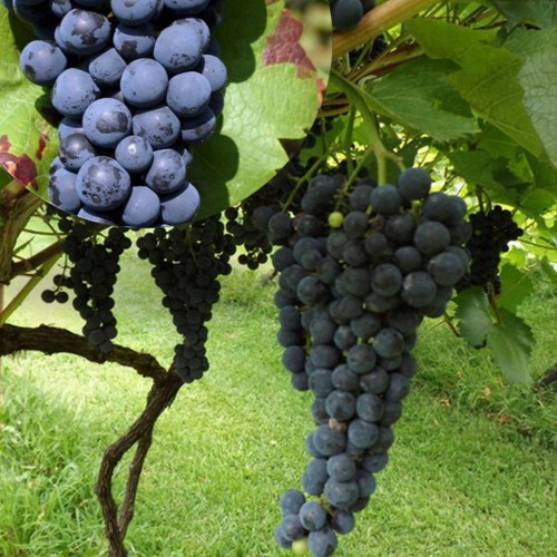 Vitis vinifera 'Juodupe' - Harilik viinapuu 'Juodupe' C7/7L